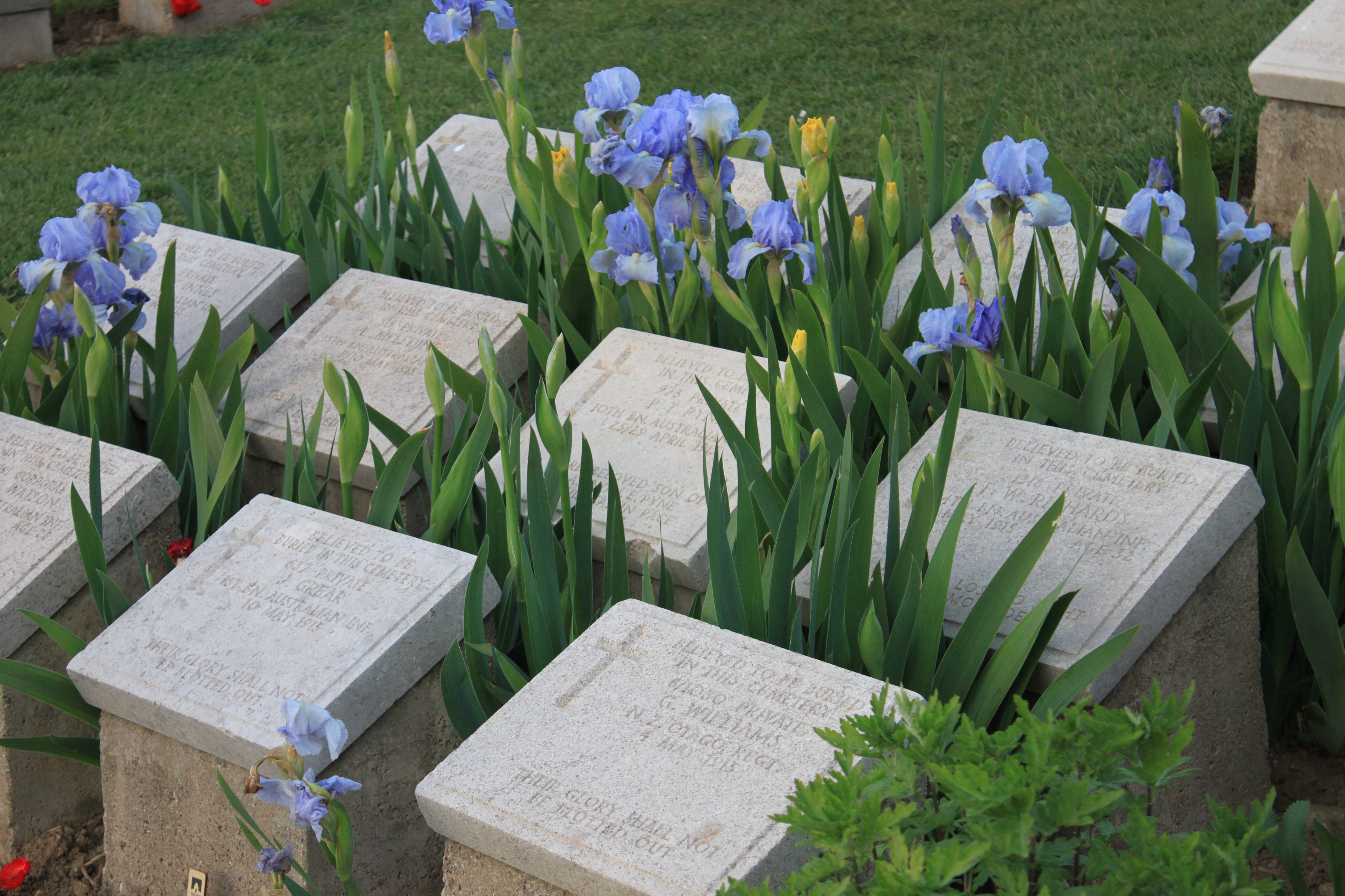 Graves in a cemetery with white stone markers overgrown by blue irises and green leaves, creating a peaceful garden scene.